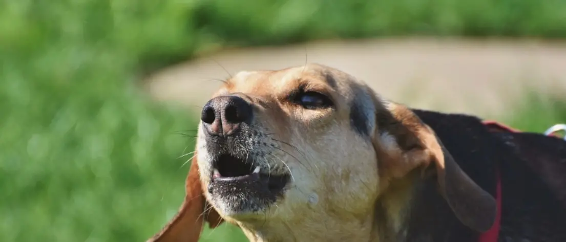 «Il cane abbaia troppo»: 72enne scende per strada e accoltella la vicina di casa\n
