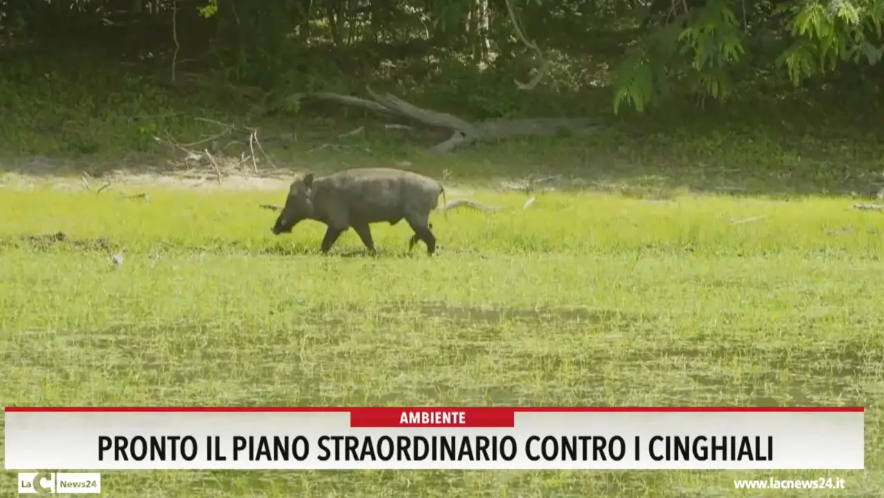 Pronto il piano straordinario contro i cinghiali