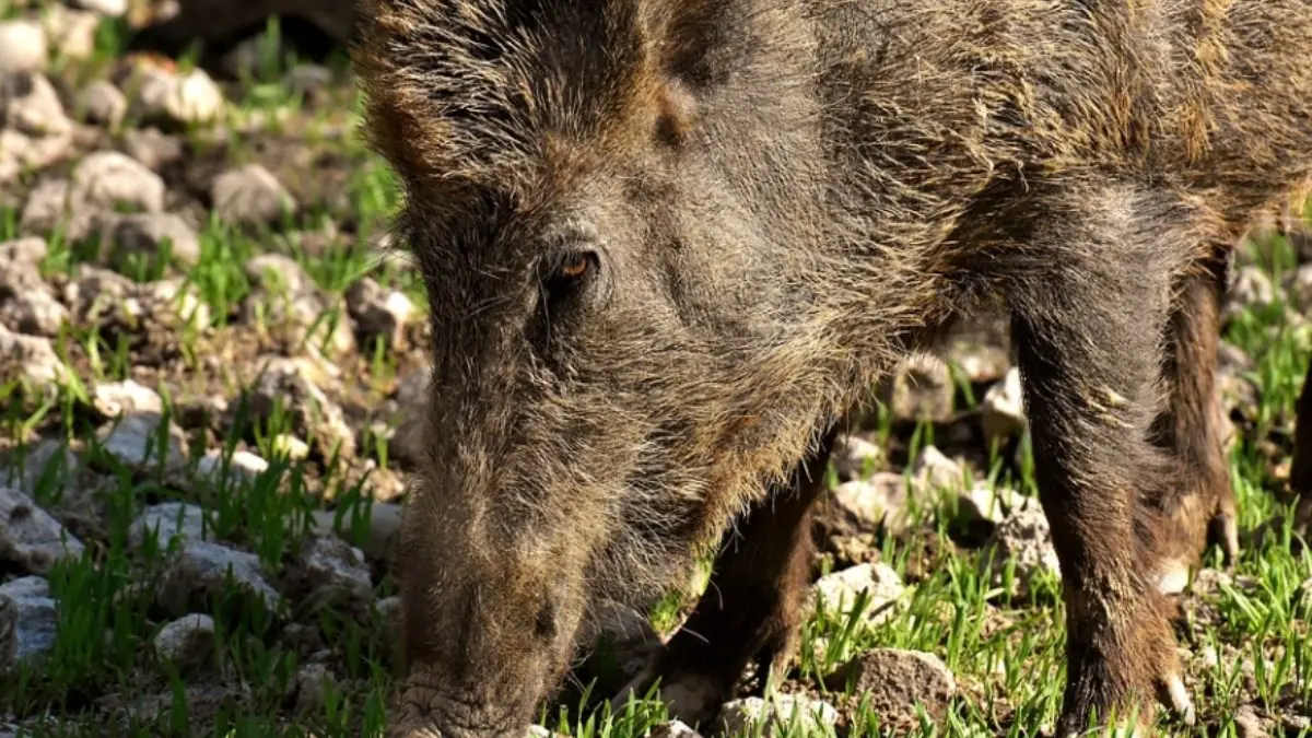 Catanzaro, chiuso per cinghiali il Parco della biodiversità: gli esemplari saranno abbattuti