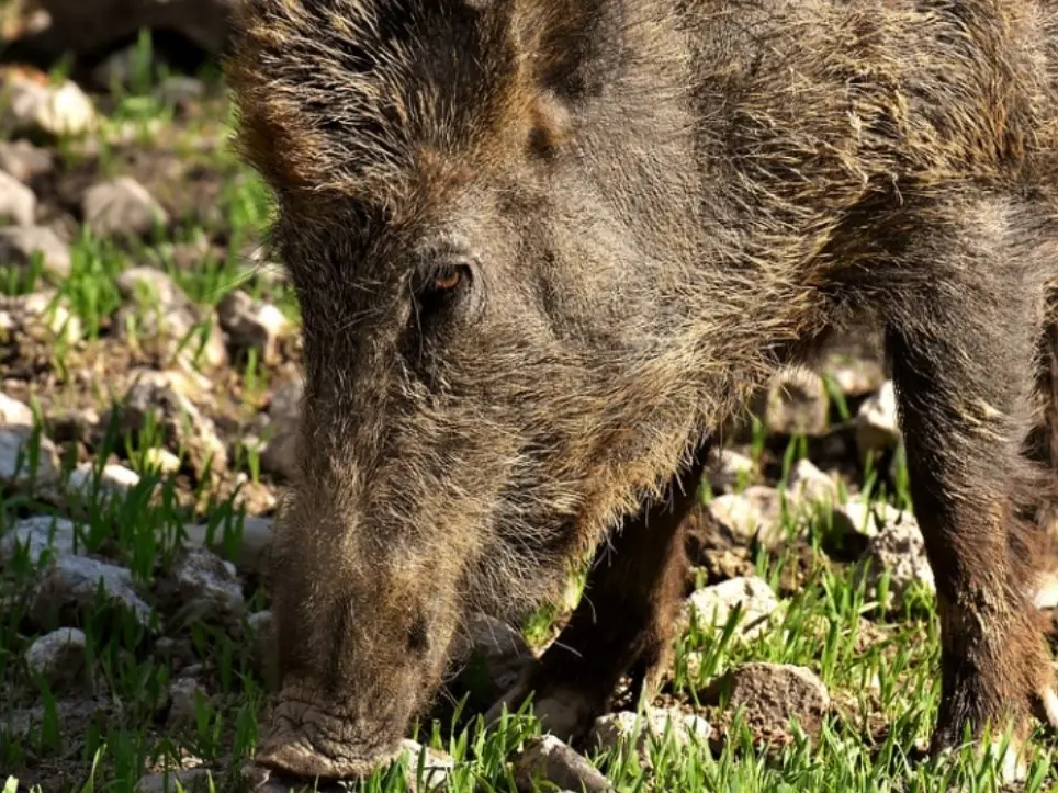 Catanzaro, chiuso per cinghiali il Parco della biodiversità: gli esemplari saranno abbattuti