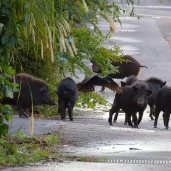 Danni all’agricoltura e incidenti stradali, la Regione dichiara\u00A0guerra ai cinghiali: saranno abbattuti\u00A0almeno 240mila animali