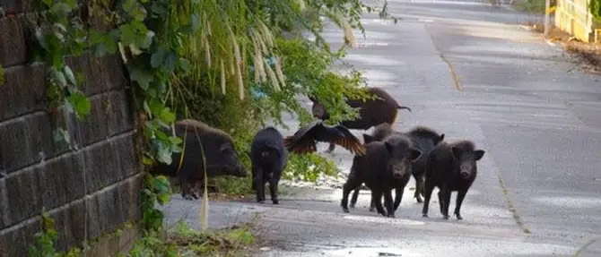 Danni all’agricoltura e incidenti stradali, la Regione dichiara\u00A0guerra ai cinghiali: saranno abbattuti\u00A0almeno 240mila animali