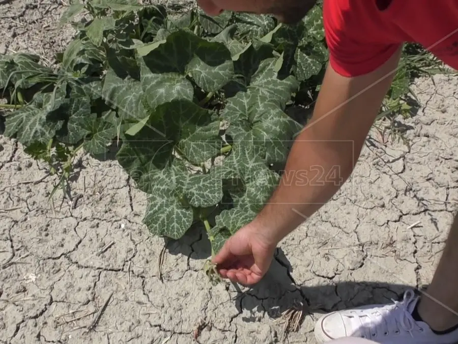 Mezza Calabria è (quasi) senz’acqua: l’emergenza idrica continua a mordere, ecco le aree a «criticità elevata»