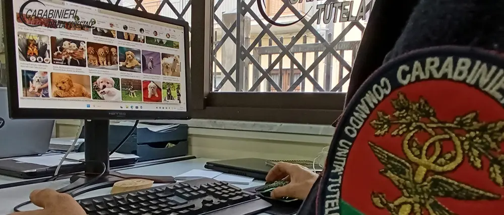 Cani in vendita sul web senza rispettare le norme, multa da 1.600 euro a un cittadino di Rocca Imperiale