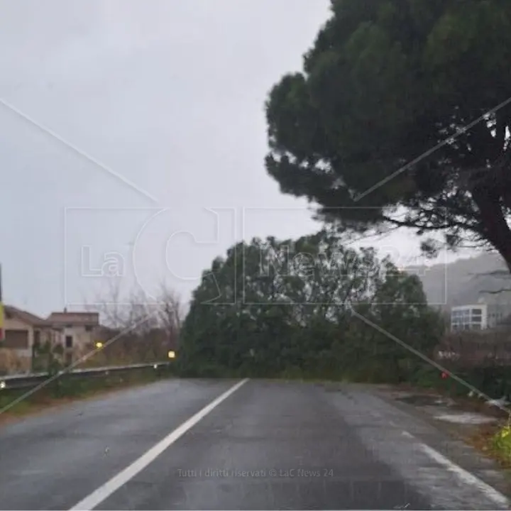 Grosso albero cade sulla Statale 18 a Longobardi, disagi alla circolazione