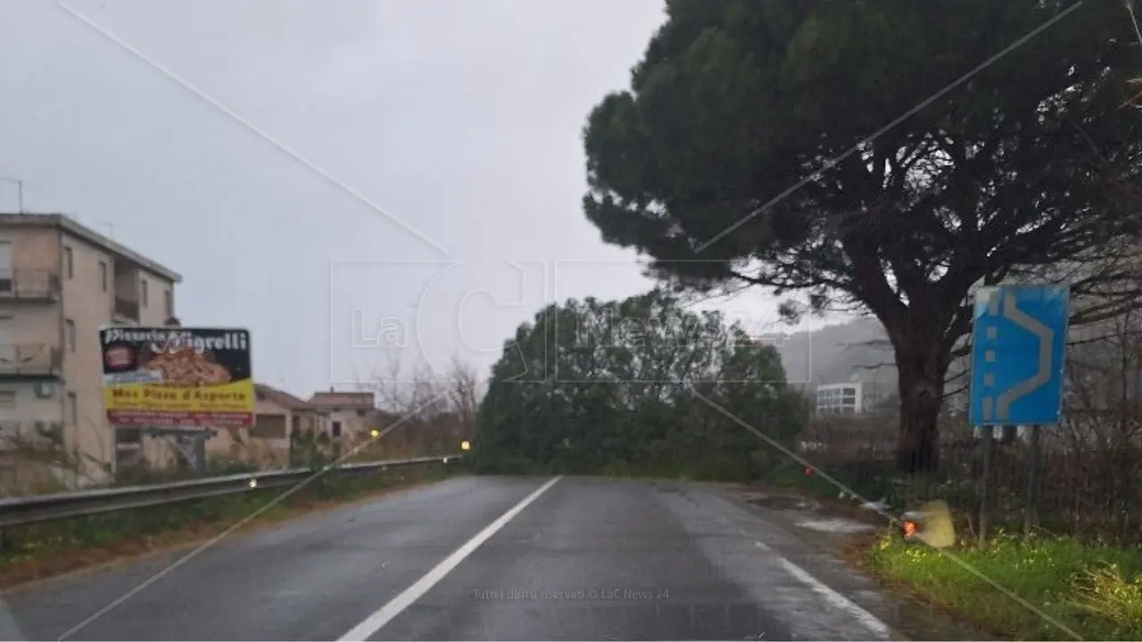 Grosso albero cade sulla Statale 18 a Longobardi, disagi alla circolazione