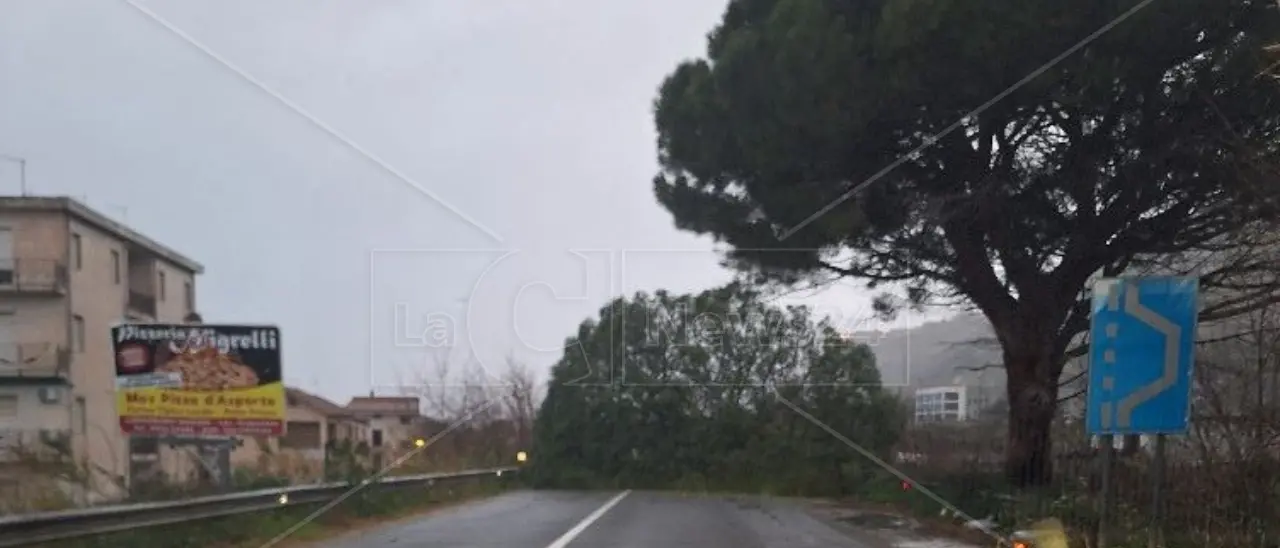 Grosso albero cade sulla Statale 18 a Longobardi, disagi alla circolazione