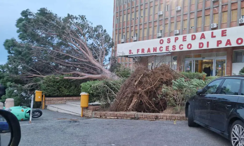 Tirreno cosentino flagellato dal maltempo: numerosi alberi caduti a Paola e Santa Maria del Cedro, chiuso un tratto della statale 18