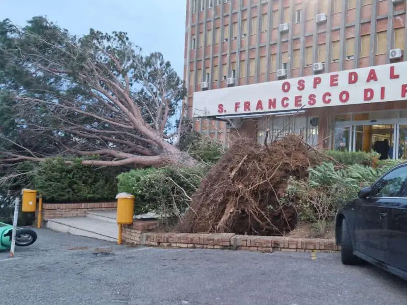 Tirreno cosentino flagellato dal maltempo: numerosi alberi caduti a Paola e Santa Maria del Cedro, chiuso un tratto della statale 18