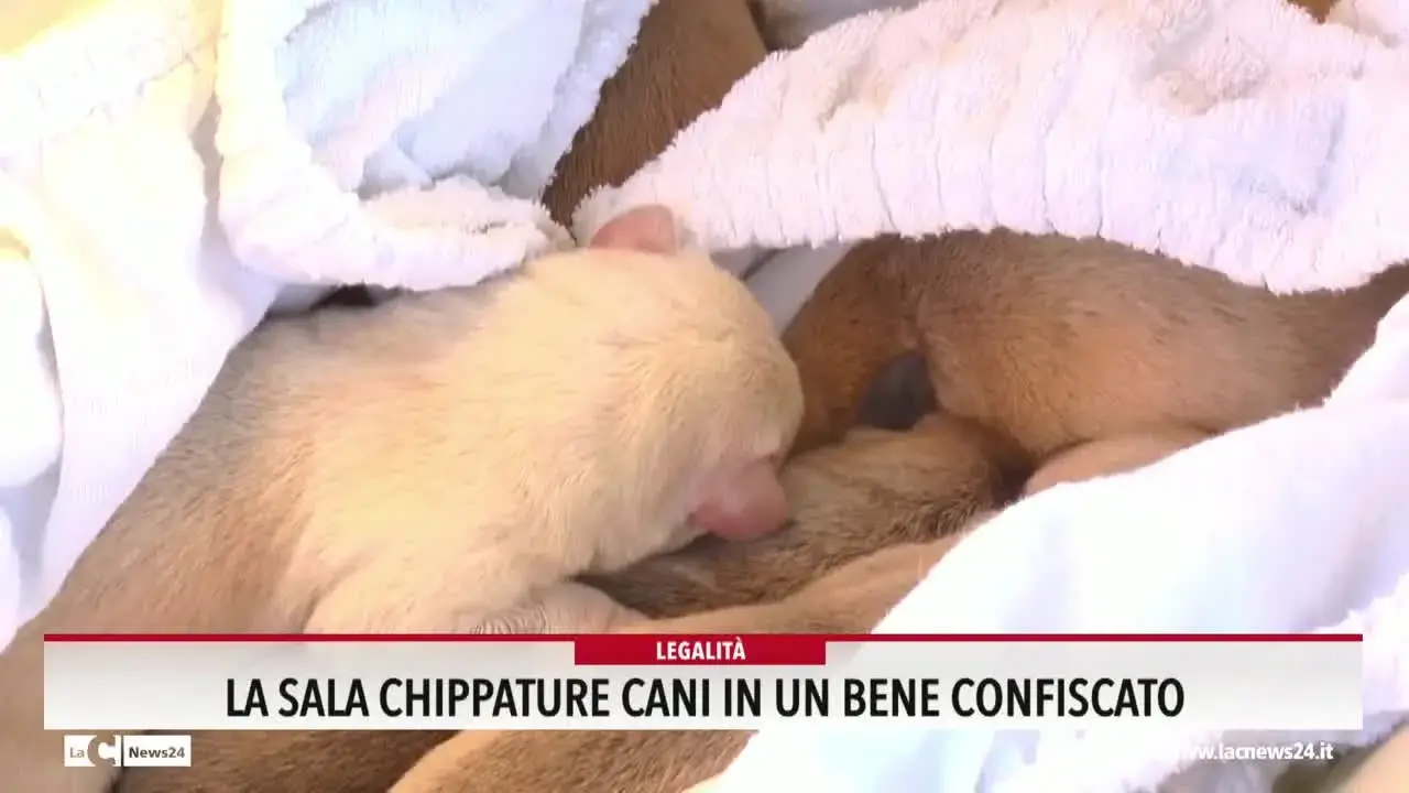 La sala chippature cani in un bene confiscato