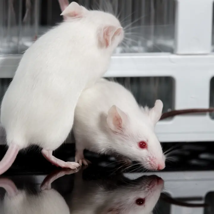Topolini uccisi sbattendoli al muro o decapitati senza anestesia, laboratori-mattatoio nell’Università di Catanzaro
