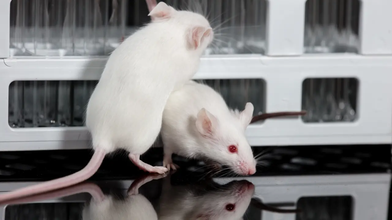 Topolini uccisi sbattendoli al muro o decapitati senza anestesia, laboratori-mattatoio nell’Università di Catanzaro