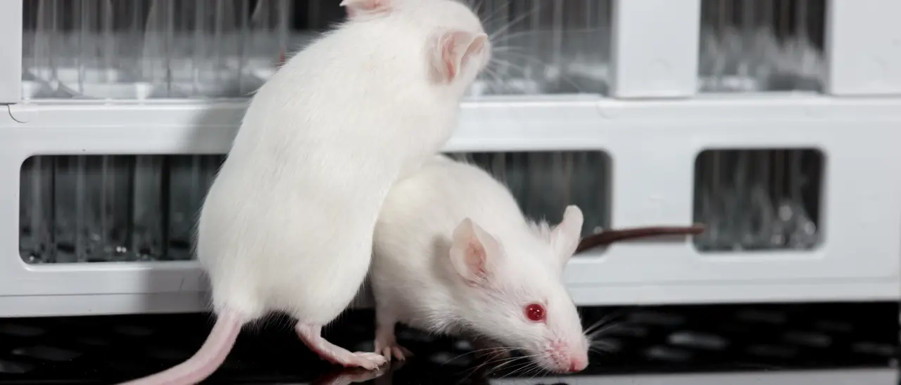 Topolini uccisi sbattendoli al muro o decapitati senza anestesia, laboratori-mattatoio nell’Università di Catanzaro