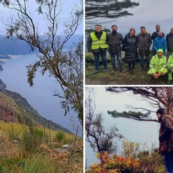 Palmi, ampia opera di rimboschimento del Monte Sant'Elia e della costa:\u00A0verranno piantati 15mila alberi\n