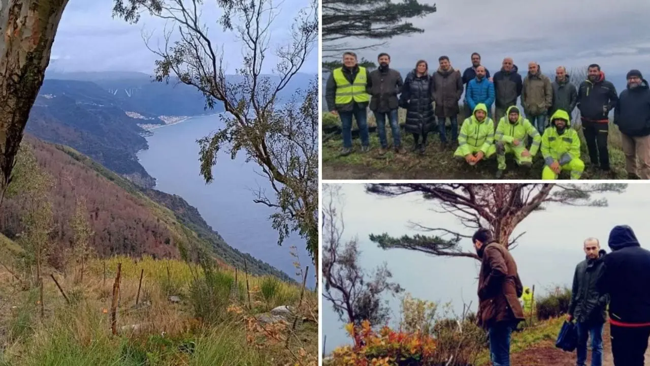 Palmi, ampia opera di rimboschimento del Monte Sant'Elia e della costa:\u00A0verranno piantati 15mila alberi\n