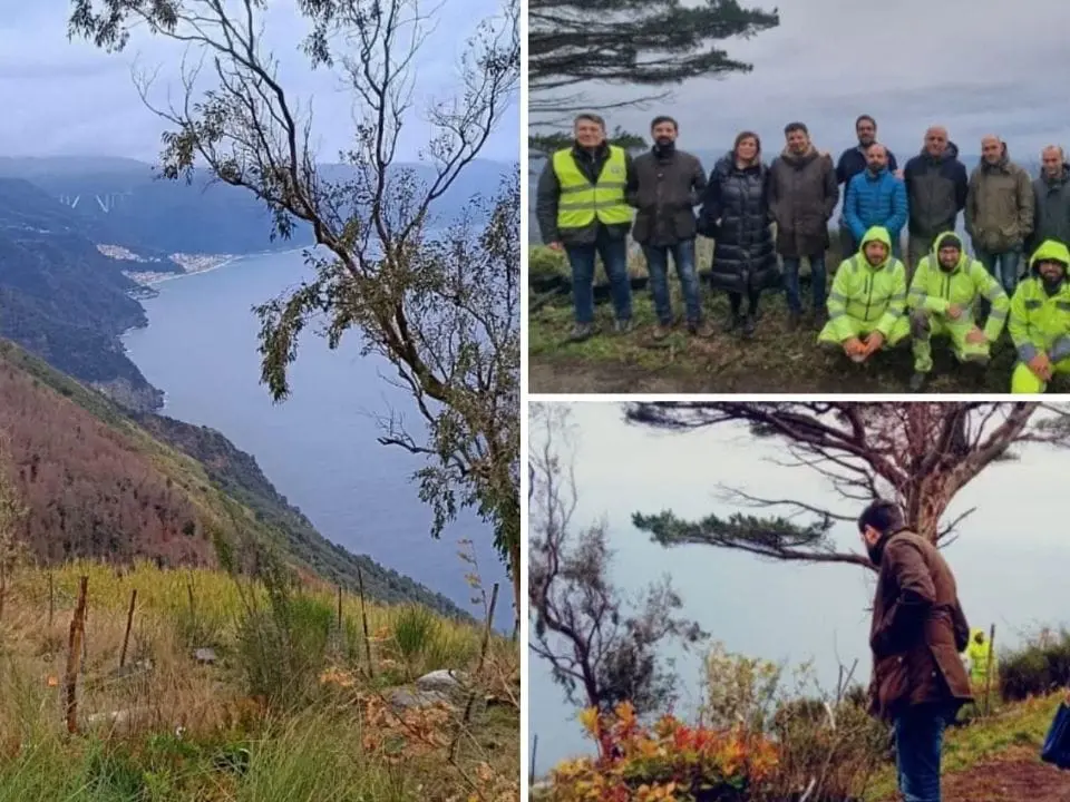 Palmi, ampia opera di rimboschimento del Monte Sant'Elia e della costa: verranno piantati 15mila alberi