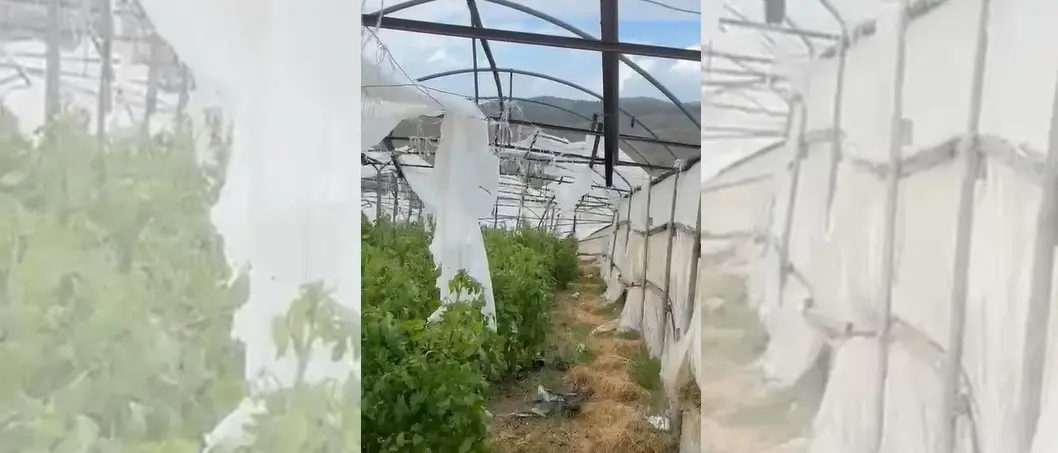 Il maltempo mette l’agricoltura in ginocchio, nel Reggino colture completamente distrutte\n