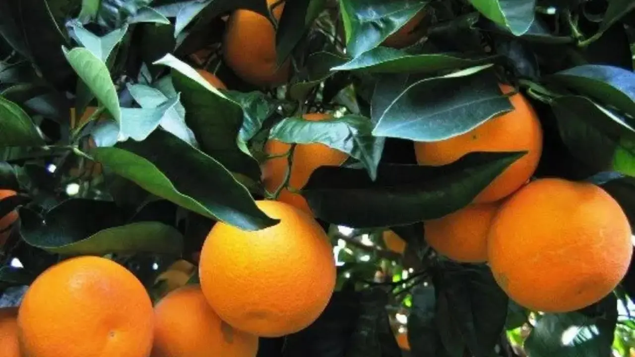 Le arance della Salute tornano nelle piazze italiane