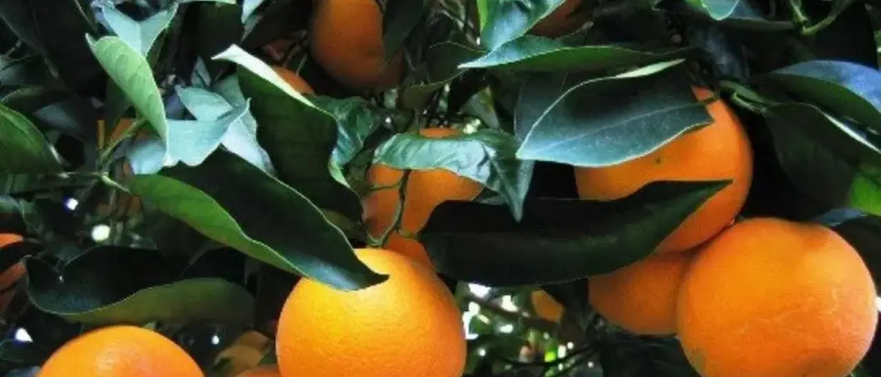 Lotta contro il cancro, tornano le “Arance della Salute” in tremila piazze italiane