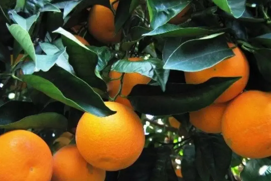 Le arance della Salute tornano nelle piazze italiane