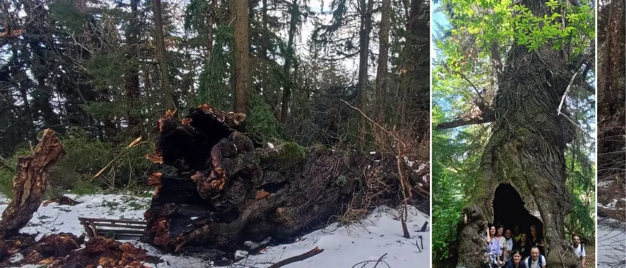 Corigliano Rossano, il Wwf lancia la raccolta fondi per salvare i “Giganti” di Cozzo del Pesco\n