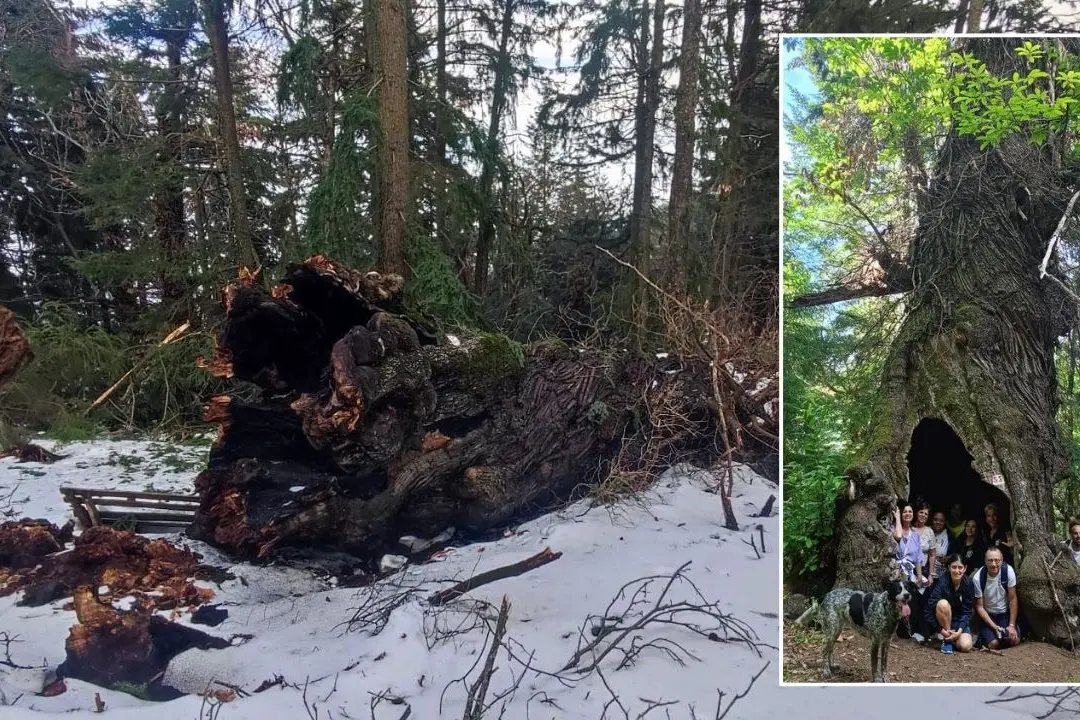 Uno dei \"Giganti di Cozzo del Pesco\" caduti. Nel riquadro un esemplare di castano ultracentenario