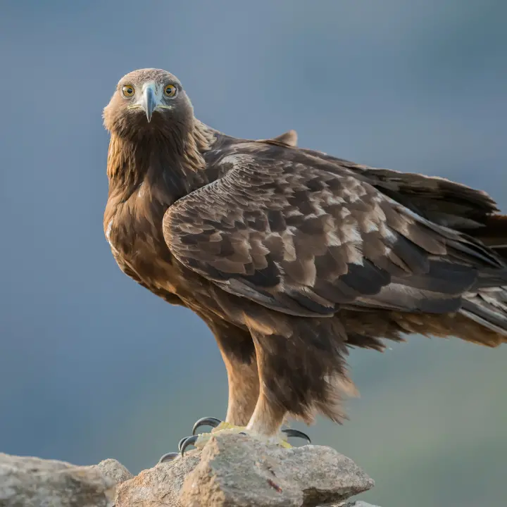 L’aquila reale è tornata in Sila, avvistato un nido: «Segnale positivo per la biodiversità del territorio»