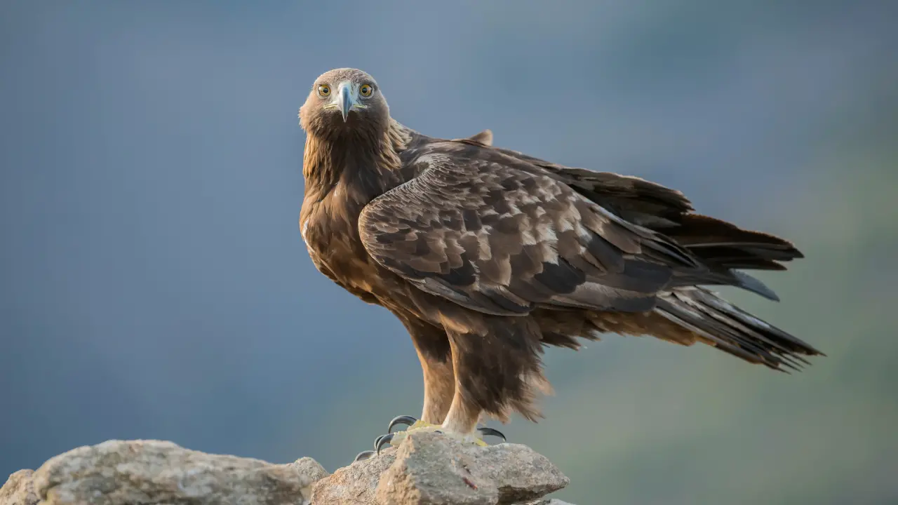 L’aquila reale è tornata in Sila, avvistato un nido: «Segnale positivo per la biodiversità del territorio»