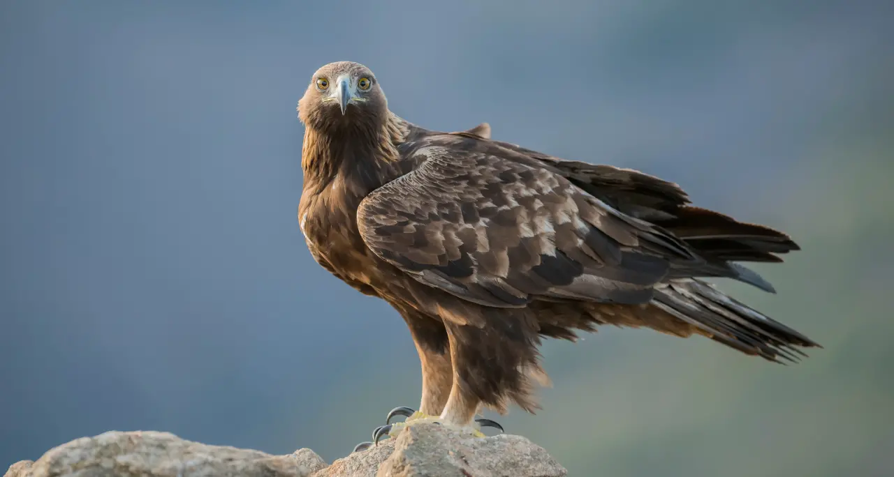 L’aquila reale è tornata in Sila, avvistato un nido: «Segnale positivo per la biodiversità del territorio»