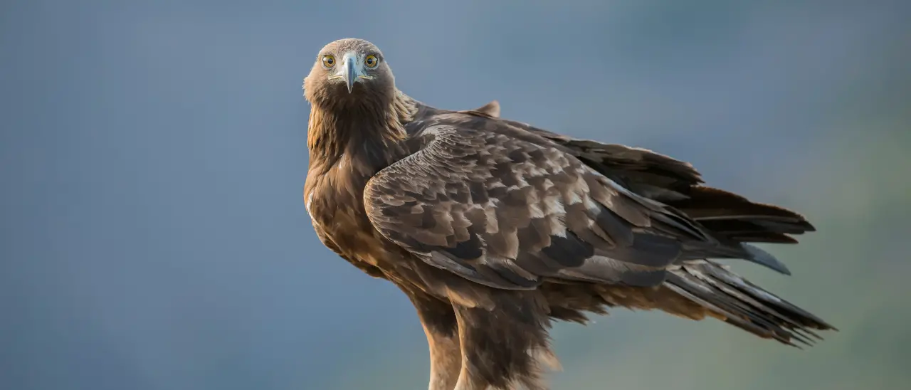 L’aquila reale è tornata in Sila, avvistato un nido: «Segnale positivo per la biodiversità del territorio»