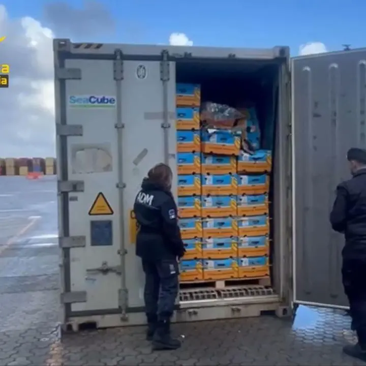 Porto di\u00A0Gioia Tauro, sequestrati 27 chili di cocaina: la droga era\u00A0nascosta tra le banane\n