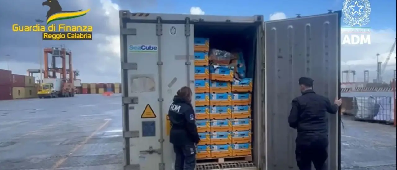 Porto di\u00A0Gioia Tauro, sequestrati 27 chili di cocaina: la droga era\u00A0nascosta tra le banane\n