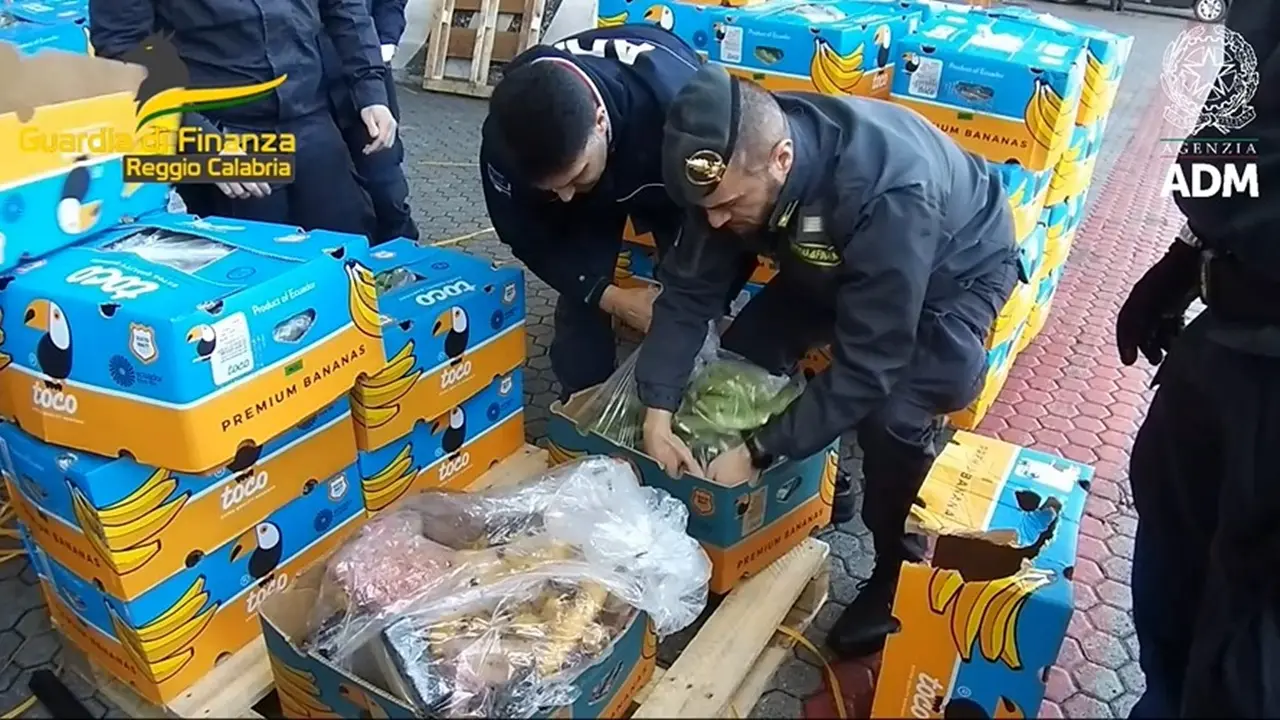 Cocaina nascosta tra le banane al porto di Gioia: il video del ritrovamento