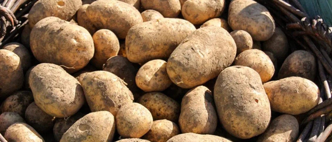 I sapori e l’enogastronomia calabrese in vetrina al festival di Sanremo\n