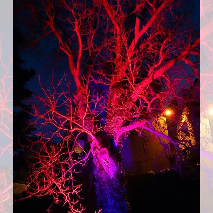 Sanremo 2025, San Fili illumina “L’albero delle noci” che Brunori porterà stasera sul palco\u00A0del Festival\n