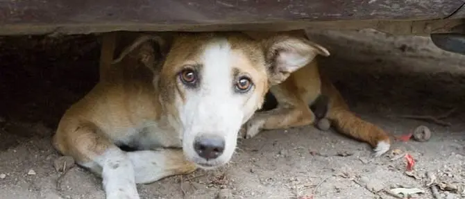 Corigliano, trenta cani rinchiusi in casa tra sporcizia e degrado: denunciato il proprietario