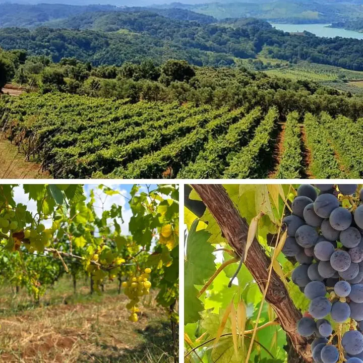 In attesa della Doc “Costa degli Dei” i vini vibonesi sbarcano a Verona