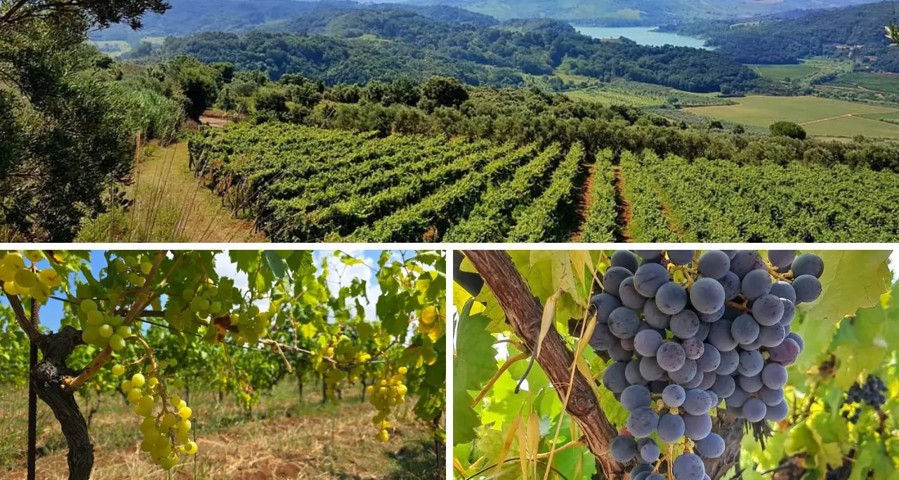 In attesa della Doc “Costa degli Dei” i vini vibonesi sbarcano a Verona