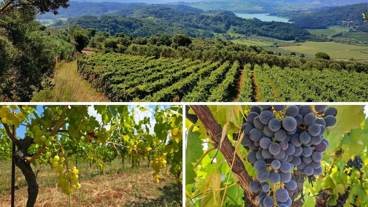 In attesa della Doc “Costa degli Dei” i vini vibonesi sbarcano a Verona