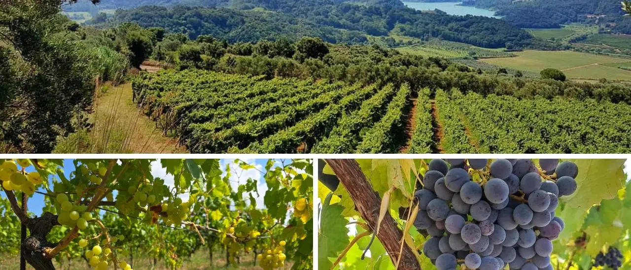 In attesa della Doc “Costa degli Dei” i vini vibonesi sbarcano a Verona