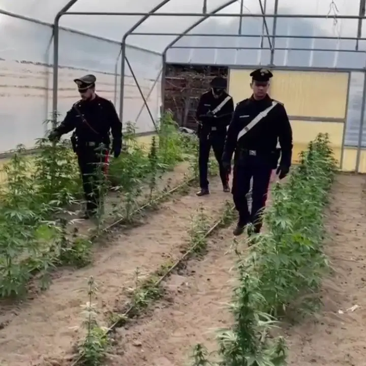 Reggio Calabria, smantellata una fabbrica della droga: sequestrati 1800 piante di marijuana e 170 chili di stupefacenti\n