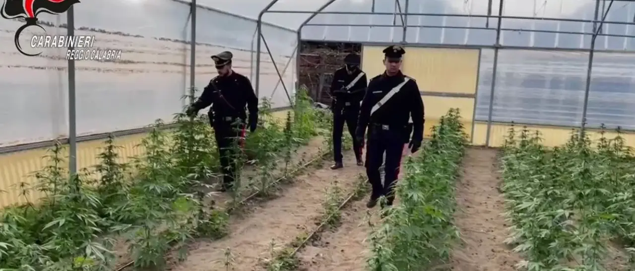 Reggio Calabria, smantellata una fabbrica della droga: sequestrati 1800 piante di marijuana e 170 chili di stupefacenti\n
