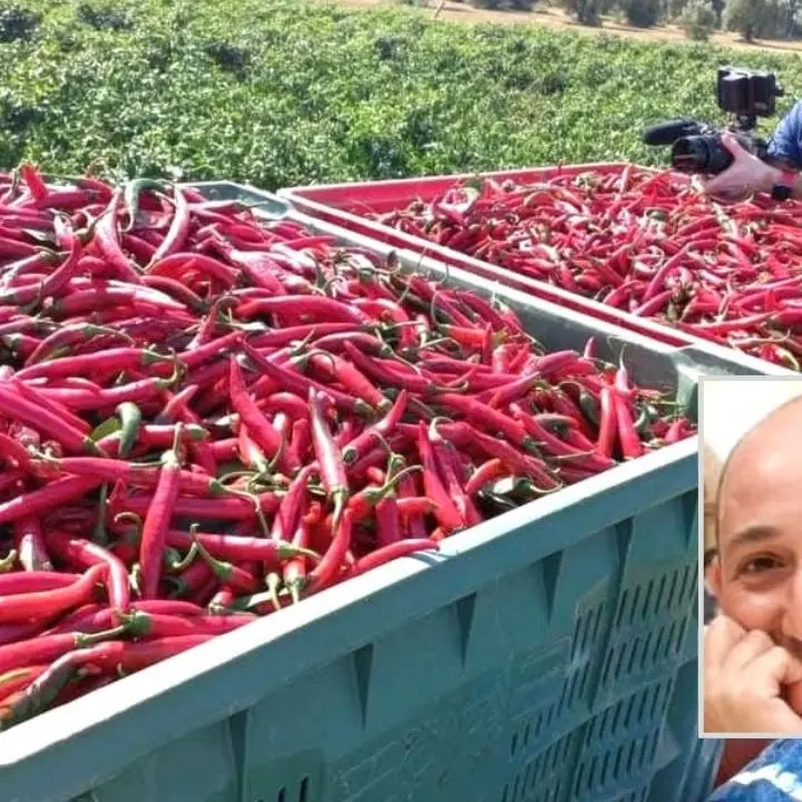 «Il peperoncino di Calabria è uno spettacolo, ora vogliamo conquistare il mondo»: il sogno del presidente del Consorzio Pietro Serra\n