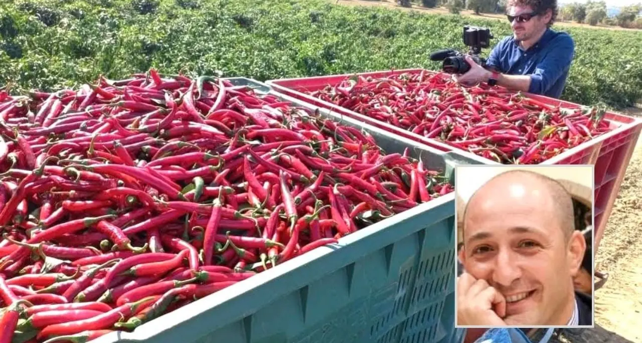 «Il peperoncino di Calabria è uno spettacolo, ora vogliamo conquistare il mondo»: il sogno del presidente del Consorzio Pietro Serra\n