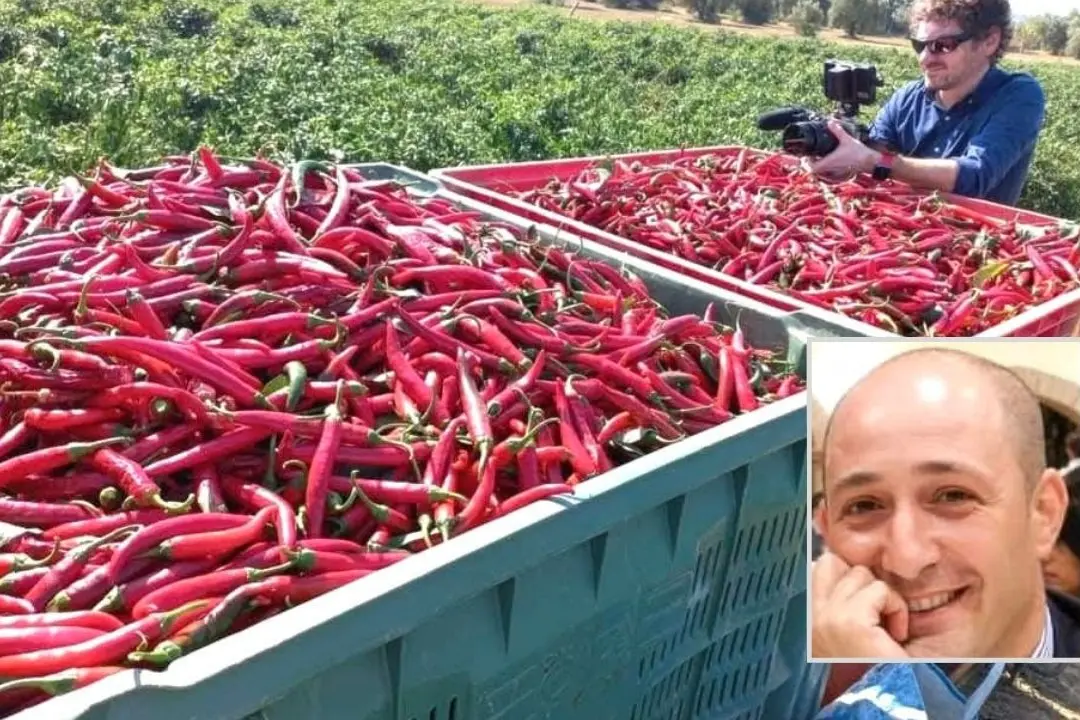 «Il peperoncino di Calabria è uno spettacolo, ora vogliamo conquistare il mondo»: il sogno del presidente del Consorzio Pietro Serra\n