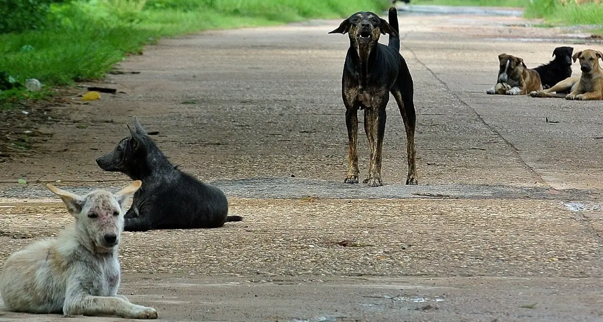 Cani trovati morti a Corigliano Rossano, ipotesi avvelenamento: il Comune dispone accertamenti