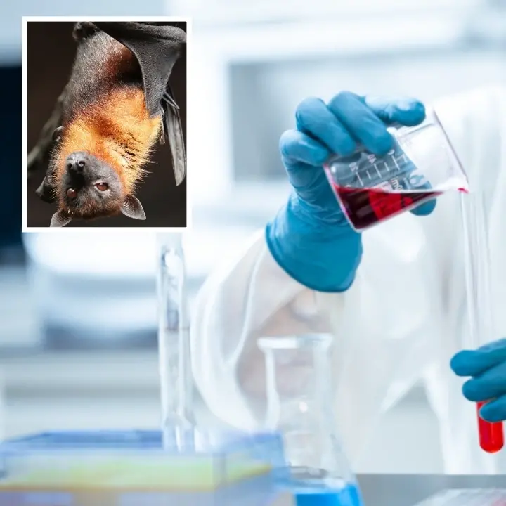 Scoperto in Cina un nuovo coronavirus: si trasmette all’uomo dai pipistrelli\n