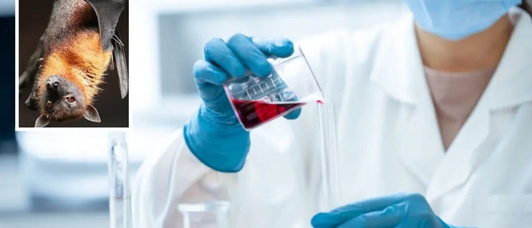 Scoperto in Cina un nuovo coronavirus: si trasmette all’uomo dai pipistrelli\n