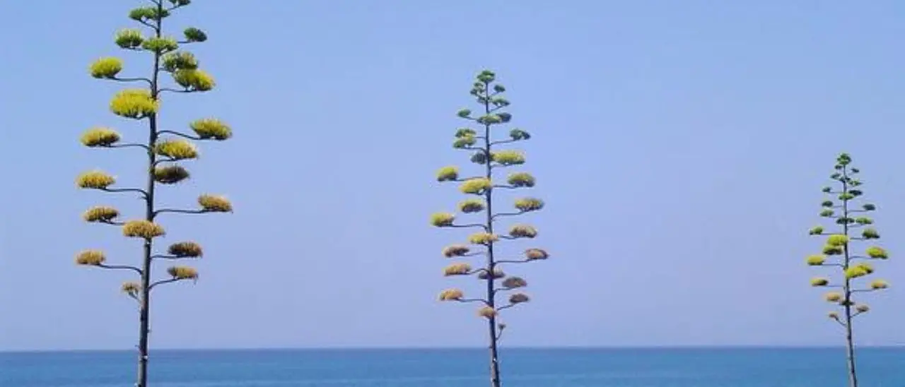 Roccella, all’ex Convento dei Minimi la presentazione del docufilm “Un Mare di Arte e Cultura”\u00A0di Carmelo Coglitore\n