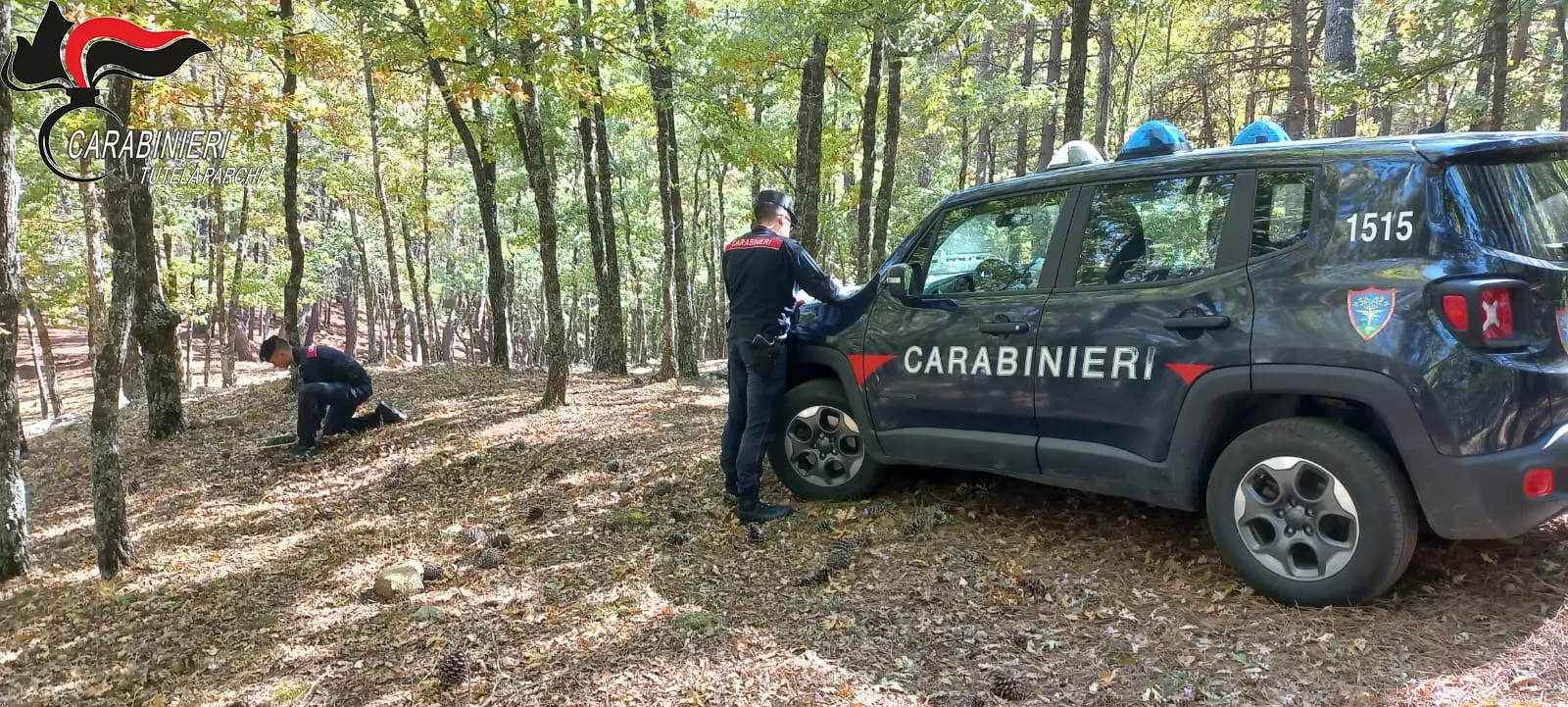 Blitz dei carabinieri nel Parco della Sila: scoperto taglio furtivo di oltre 100 alberi\n